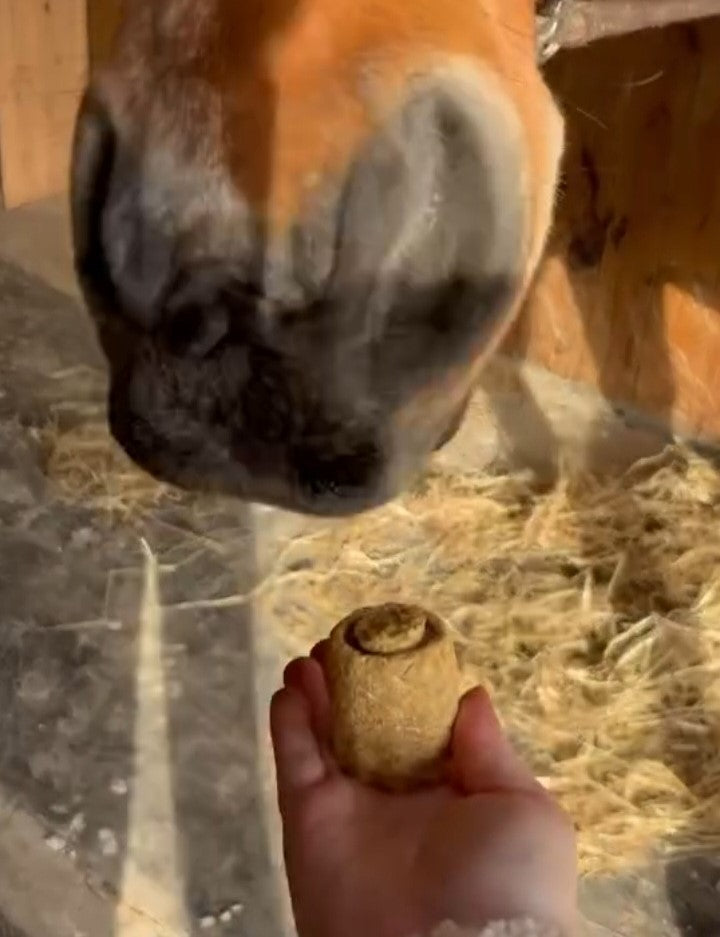 Friandise pour aider à donner le vermifuge ou un médicament au cheval